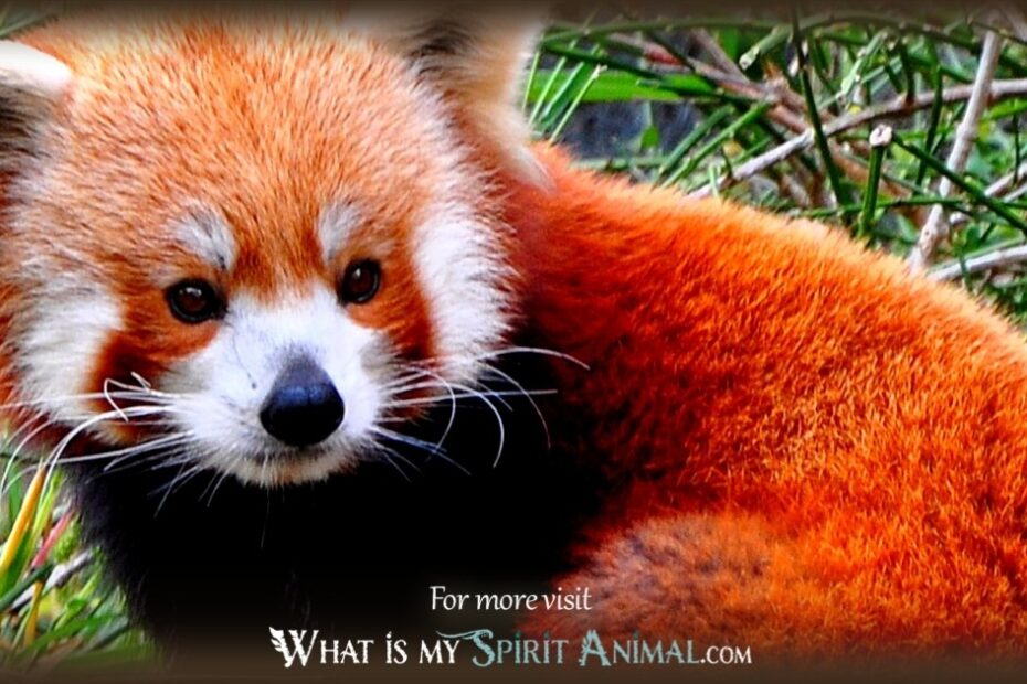 Red Panda Spiritual Meaning: A Guide To Understanding This Fascinating ...